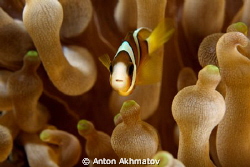Sipadan, Clown fish, anemone, nemo by Anton Akhmatov 